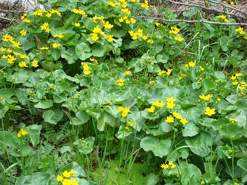 278 Memorial Day [2008 May 23].JPG - Scenes from Tahquanemon Falls in the Michigan Upper Peninsula.